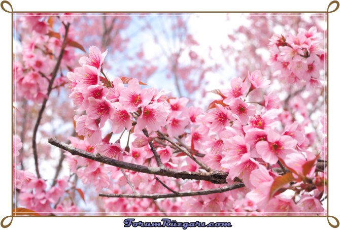 sakura-i-e-i.png