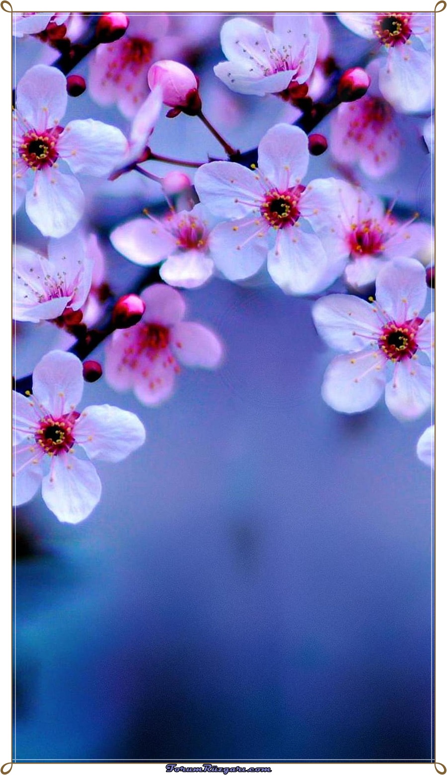 desktop-wallpaper-sakura-iphone-beautiful-cherry-blossom.jpg