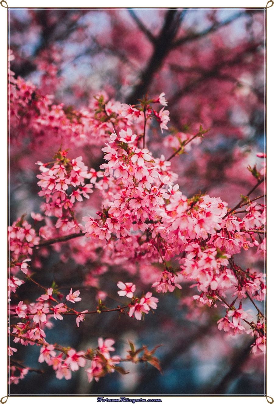 desktop-wallpaper-best-cherry-blossom-cherry-blossom-flowers.jpg