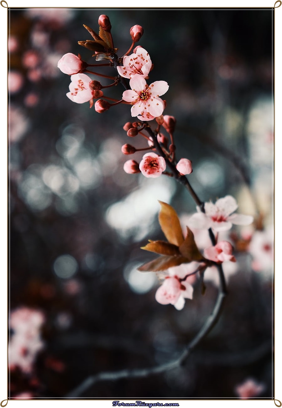 desktop-wallpaper-cherry-blossom-dark-cherry-blossom.jpg